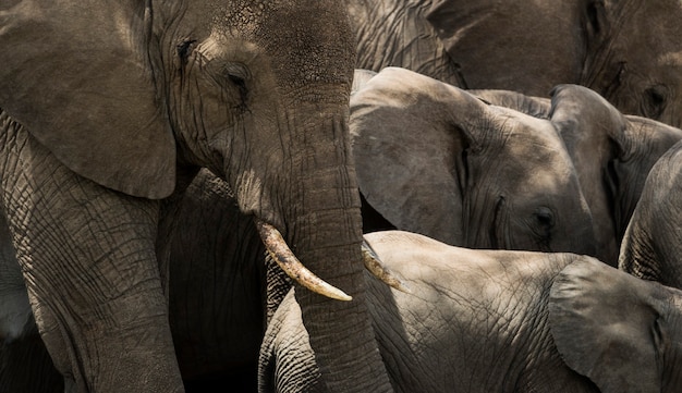 Close-up de una manada de elefantes, Serengeti, Tanzania, África