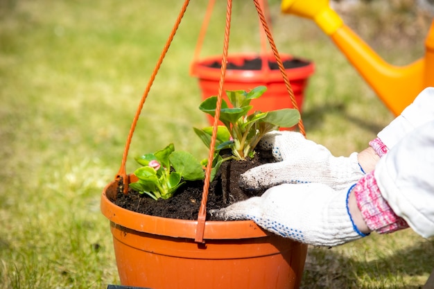 Close-up de las manos de un jardinero plantar flores en una maceta sobre la hierba verde