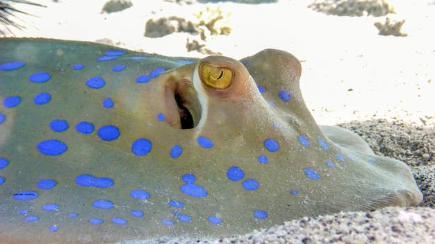 Foto close-up mantarraya moteada azul en los fondos marinos en el mar rojo, eilat, istael