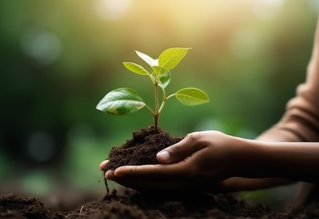 Close-up mãos planta e árvore para a agricultura conservação ecológica e ai gerado pessoa em crescimento