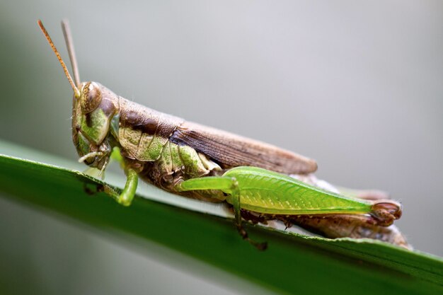 close-up Meadow Grasshopper Chorthippus parallelus