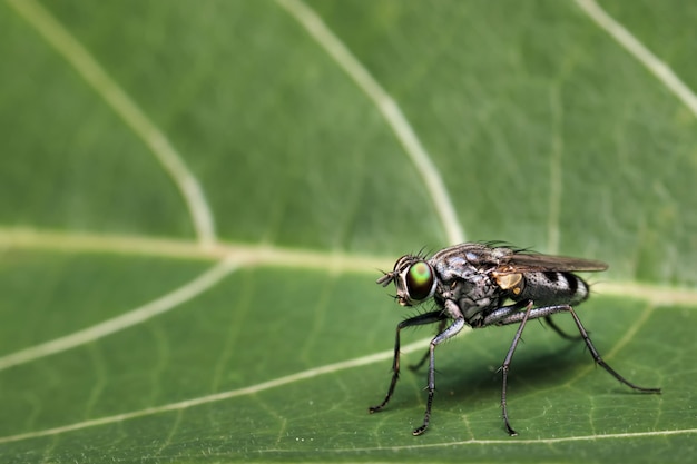 Close-up de Megachilidae en la hoja