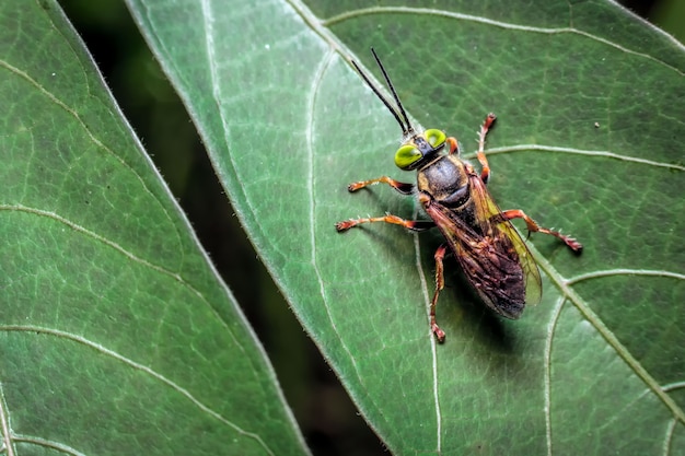 Close-up de Megachilidae en la hoja