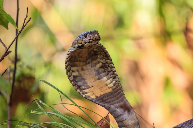 Close up Monocellate Cobra