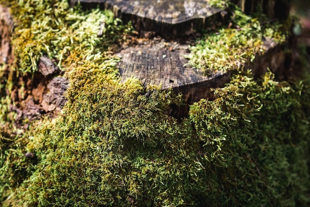 Close up Moos Sphagnum wächst auf einem alten Baumstumpf.