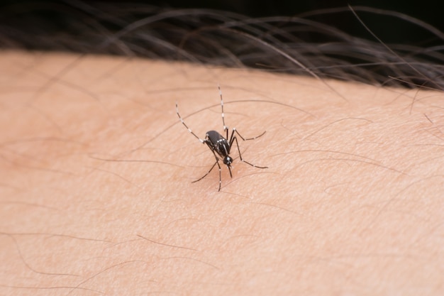 Close-up mosquito chupando sangue