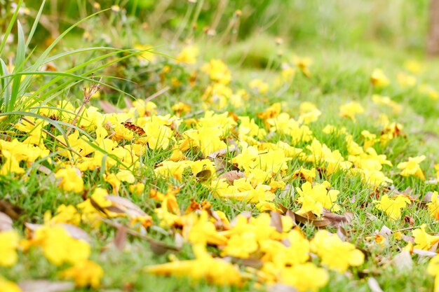 Close-up, muitos, amarela, prata, flores trombeta