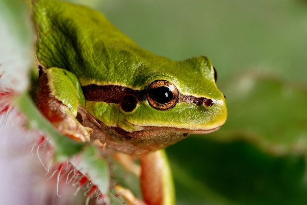 Close-up na árvore verde sapo