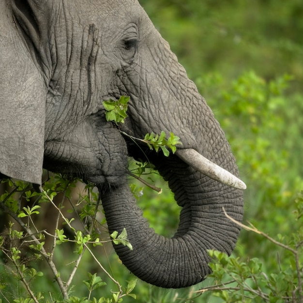 Close-up na cabeça de um elefante