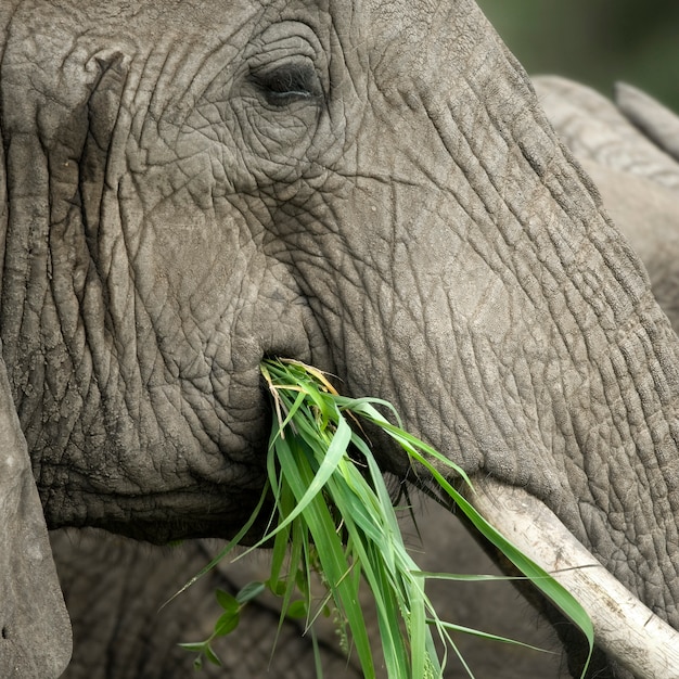 Foto close-up na cabeça de um elefante