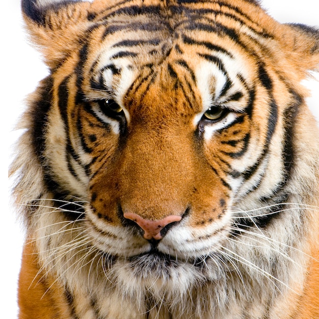 Close-up na cara de um tigre isolada.