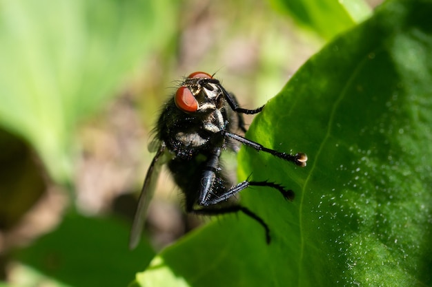 Close-up na mosca, sentado em uma folha