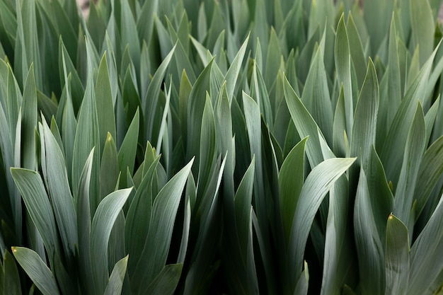 Close-up nas folhas verdes na natureza