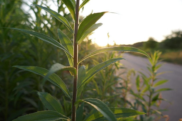 Close-up nas folhas verdes na natureza