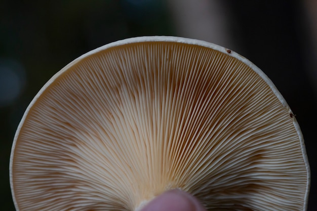 Foto close-up nas guelras sob a tampa de um cogumelo himenóforo, macro