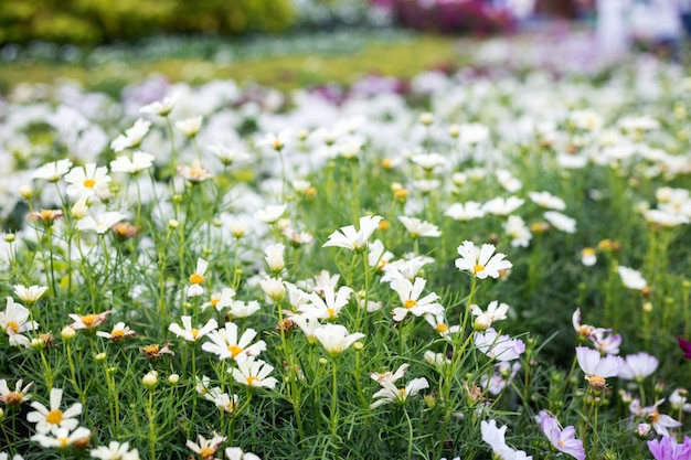 Close up Natural Blumen Hintergrund