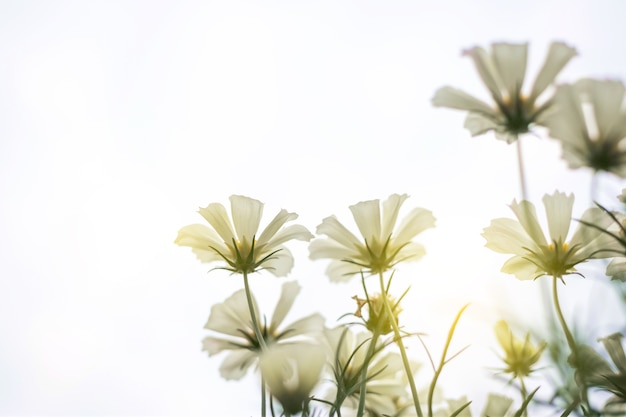 Close up Natural Blumen Hintergrund