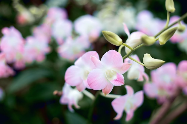 Close up Natural Blumen Hintergrund