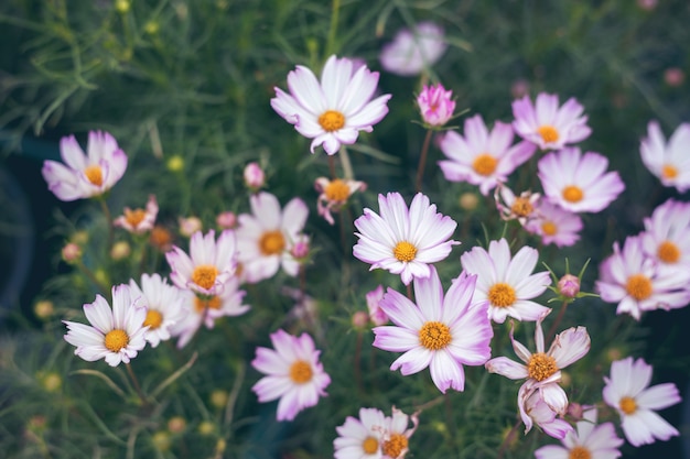 Close up Natural Blumen Hintergrund