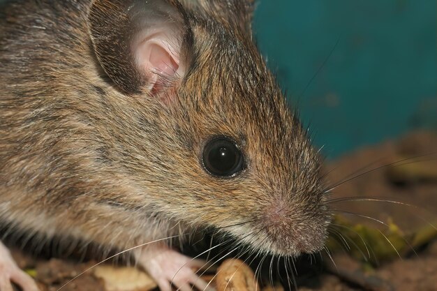 Foto close-up natural de um pequeno rato de madeira de cauda longa apodemus sylvaticus sentado no chão