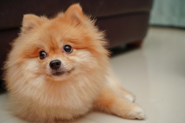 Close-up no animal de estimação, raça de cachorro pequeno para pomeranian, deitado no chão de granito em casa