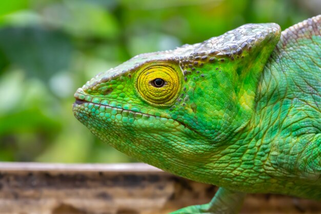 Close-up no camaleão em um galho na natureza