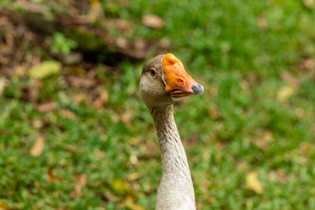 Close up no ganso na fazenda.