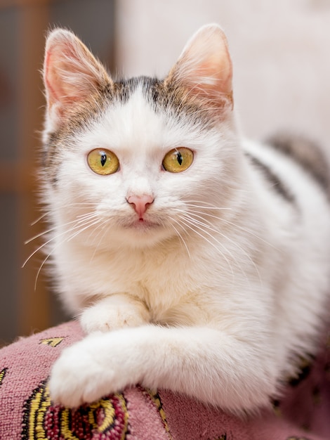 Close-up no gato branco descansando no sofá