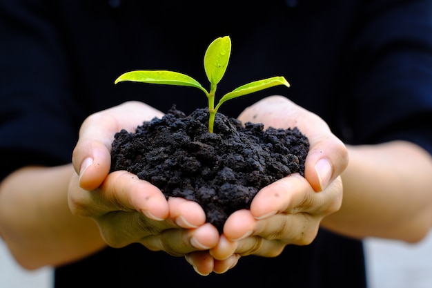 Foto close-up no gesto de mão humana segurar uma pequena planta em crescimento na natureza verde turva,