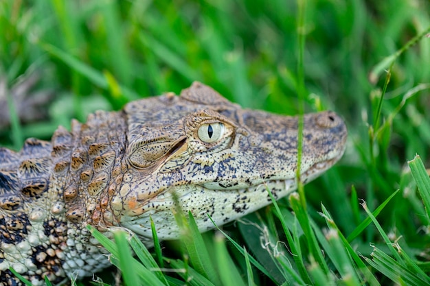 Close-up no jacaré amarelo (Caiman latirostris)