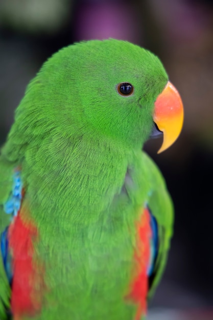 Foto close-up no papagaio eclectus verde