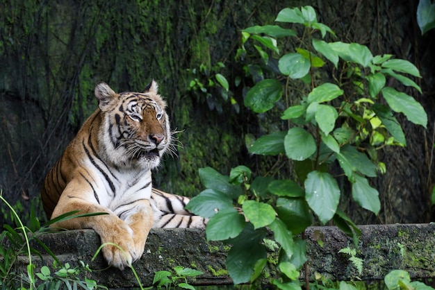 Close up, o tigre de bengala é um animal lindo e perigoso na floresta