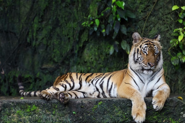 Close up, o tigre de bengala é um animal lindo e perigoso na floresta