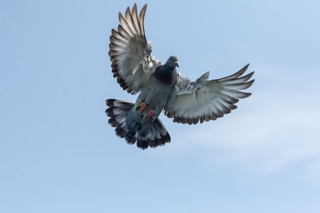 close up oberen Flügel der Geschwindigkeit Taube hoving für die Landung zu Hause Loft tippen