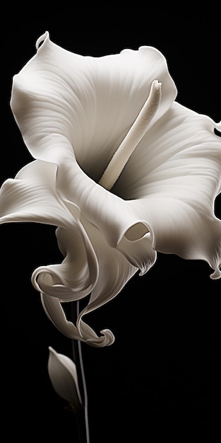 Close__up_of_a_blooming_flower_by_Robert_Mapplethorpe_h