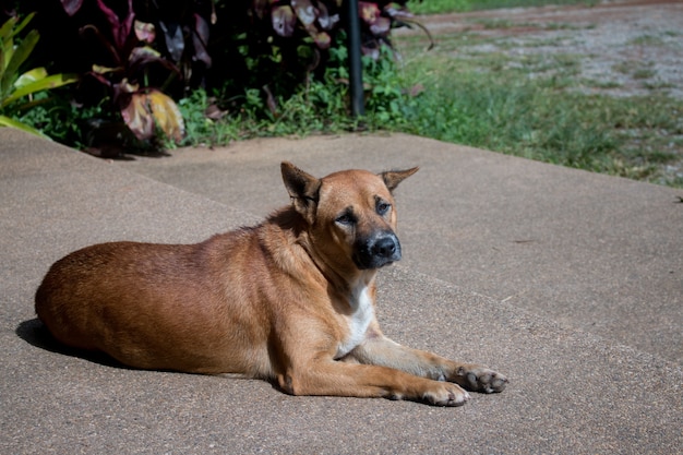 Close up of dog stay on Ground pedra lavada chão