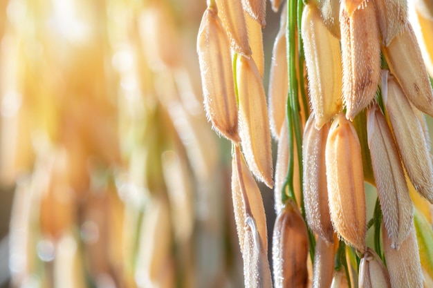 Close up of Golden Ear of rice Closeup auf Reissamen im Ohr des Reisfeldes Schöne goldene Reisfeld und Reisohr Sonnenlicht Natur blauer Hintergrund