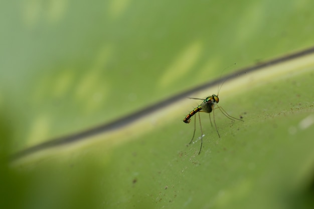 Close up of Langbeinige Fliege