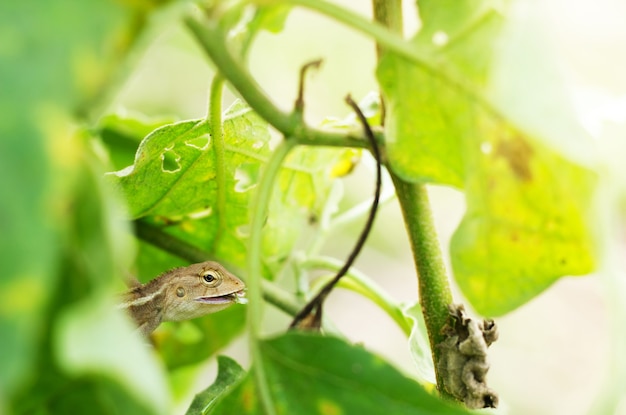 Close-up of Lizard.