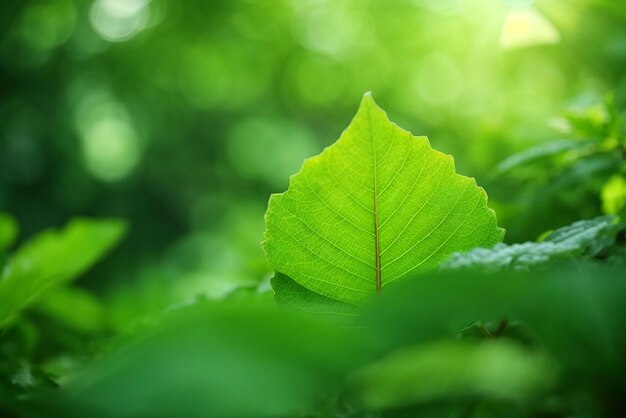 Close_up_of_nature_view_green_leaf_on_blurred_greene_