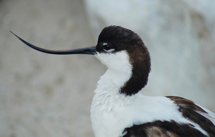Foto close-up of pied avocet