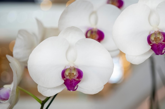 Close-up Orquídeas brancas com estames rosa e flores tropicais