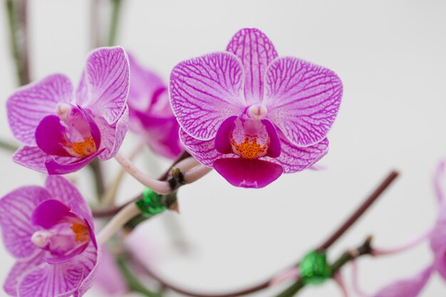 Close - up de orquídeas flores