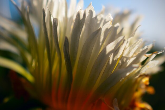 Close-up ou foto macro de flor gazania branca em fundo preto