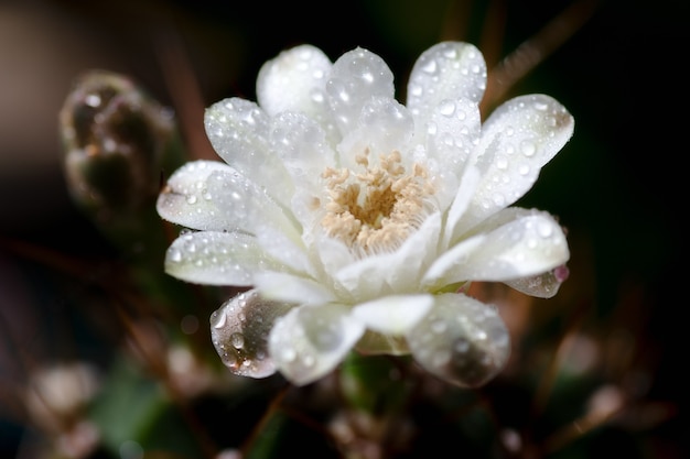 Close-up ou macro Cacto de flor-de-rosa.