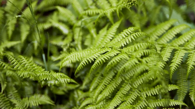 Close-up para uma vista de samambaia