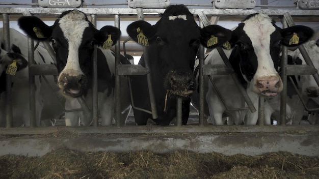 Foto close up para vacas que se alimentam em um grande celeiro em uma fazenda imagens de vacas que se alimentam de gado em um processo de leite