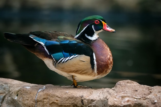 Close-up de pato de madera o pato de Carolina o Aix sponsa