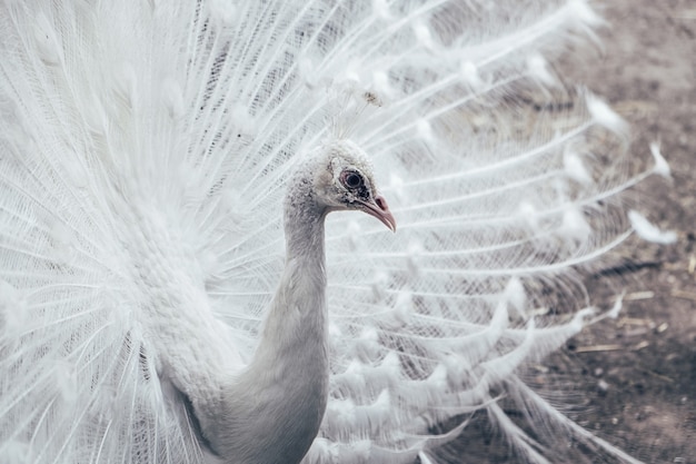 Close-up de pavo real blanco con plumas