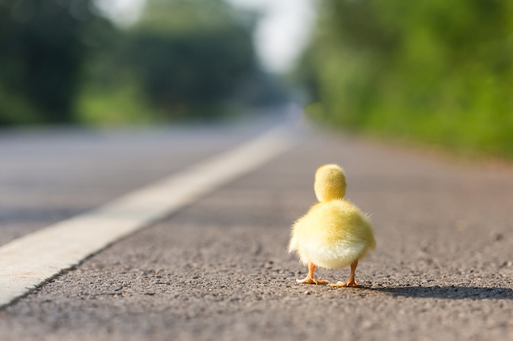 Foto close-up pequeno patinho na estrada de asfalto na tailândia